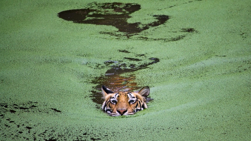 Only the top part of the tiger's head is visible, and she leaves a wake in the small green plants on the surface of the water.
