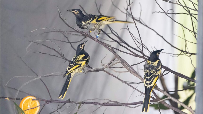 Three black, yellow and white honeyeater birds on bare branches.