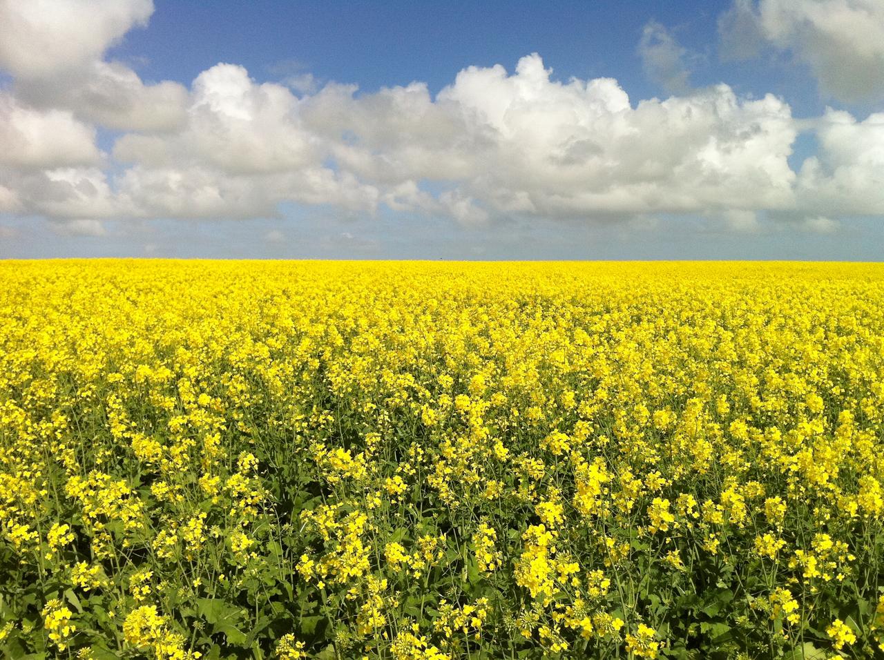 A field of canola in bloom.