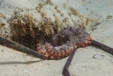 Clean-up volunteers at Manly Cove find an octopus holding four plastic straws in its tentacles.