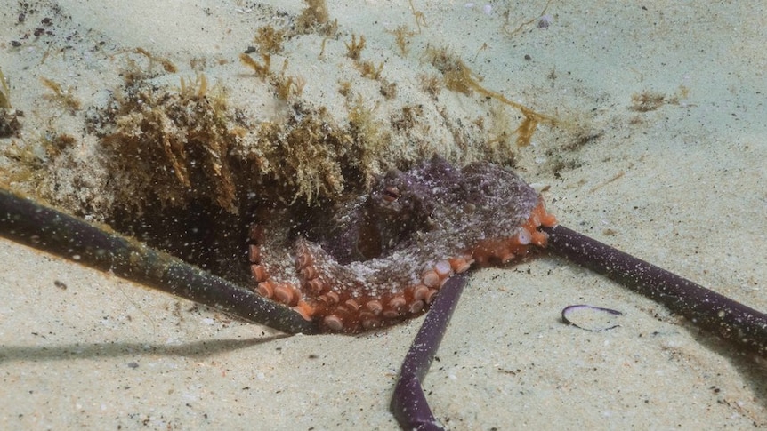 Clean-up volunteers at Manly Cove find an octopus holding four plastic straws in its tentacles.