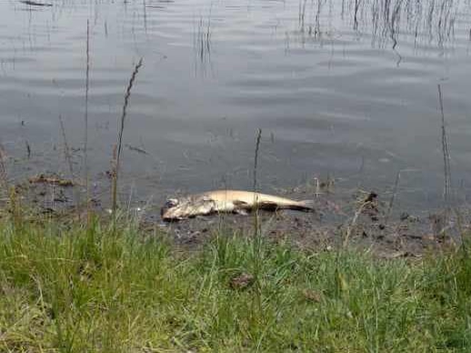 A dead fish lying in reeds on the edge of a lake.