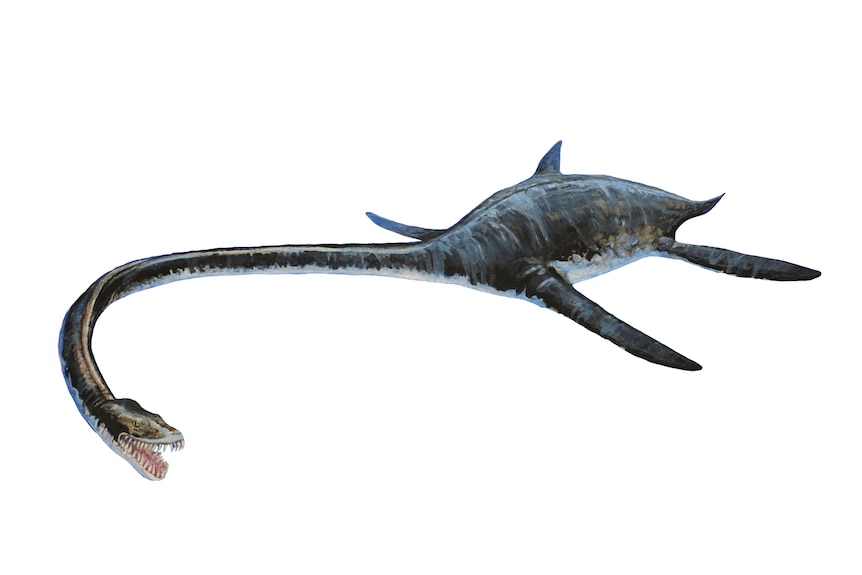 An artistic representation Eromangasaurus australis