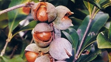 A bunch of macadamia nuts, still in their shells, hang off a twiggy branch with living green leaves.