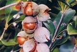 A bunch of macadamia nuts, still in their shells, hang off a twiggy branch with living green leaves.