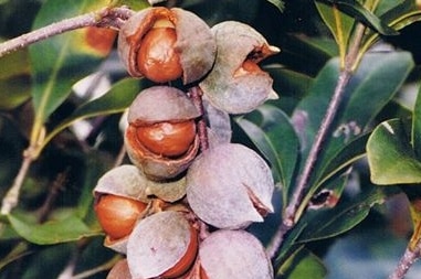 a bunch of macadamia nuts, still in their shells, hang off a twiggy branch with living green leaves