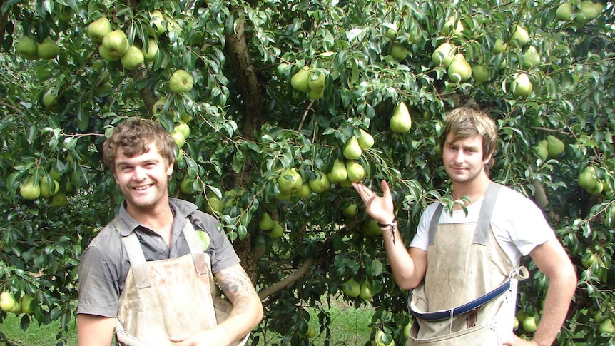 Scott Byrne and Matt Hislop are picking pears in the Goulburn Valley