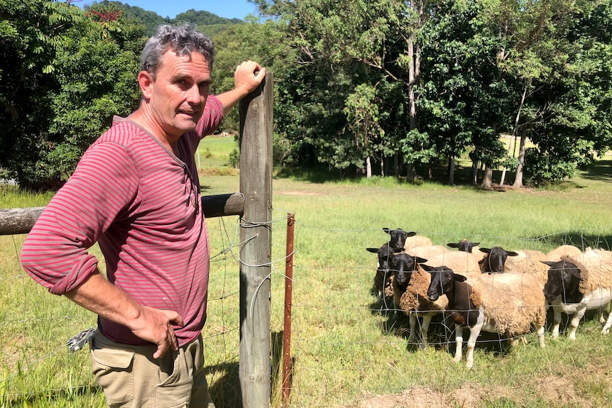 A man stands at a fence post with sheep behind him.