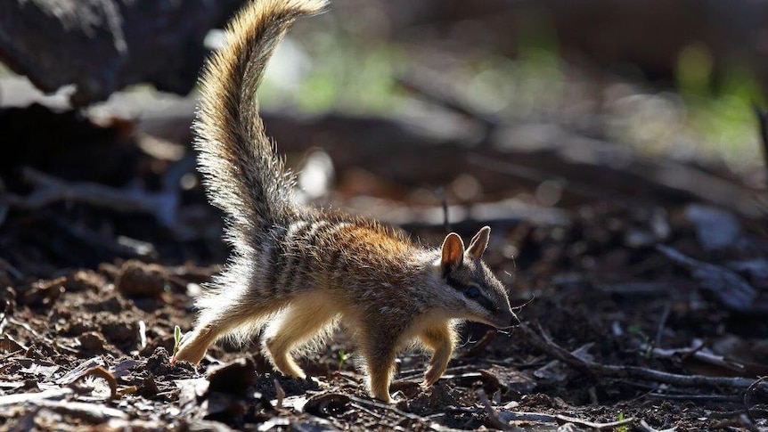 Numbat - environmentalists fear a rubbish tip near the Dryandra Woodland in the south west of WA will decimate the local numbat population.