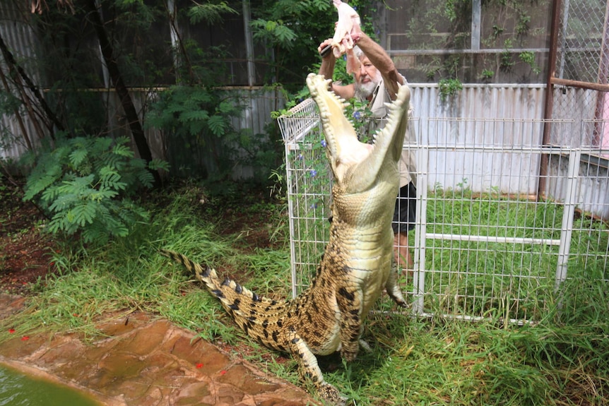 A crocodile snaps its jaws on a feed of chicken