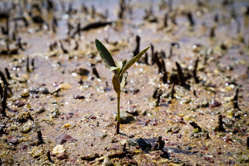 A plant pushes up through the mud.