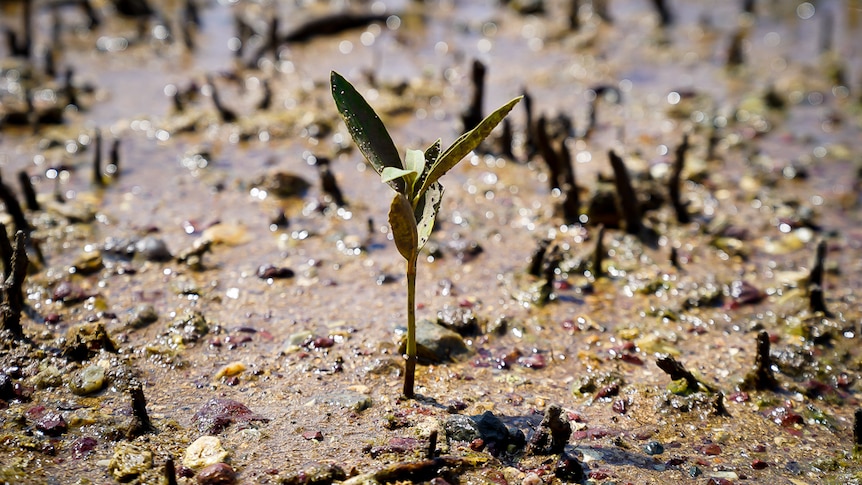 A plant pushes up through the mud.