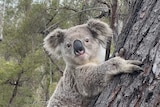 koala latching on to tree staring into camera