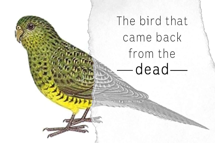 The bird that came back from the dead