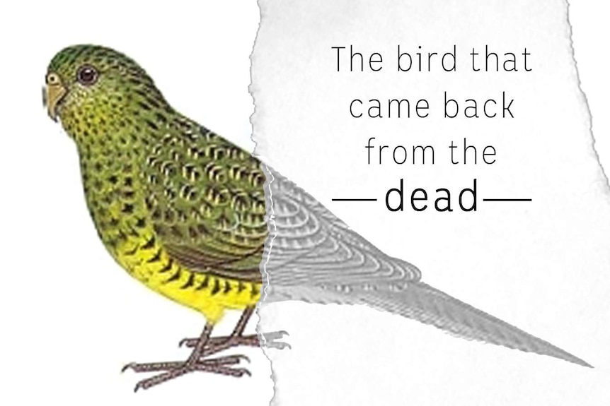 The bird that came back from the dead