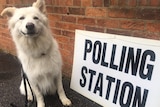 A dog named Wolfie sits in front of a polling station sign in the UK.