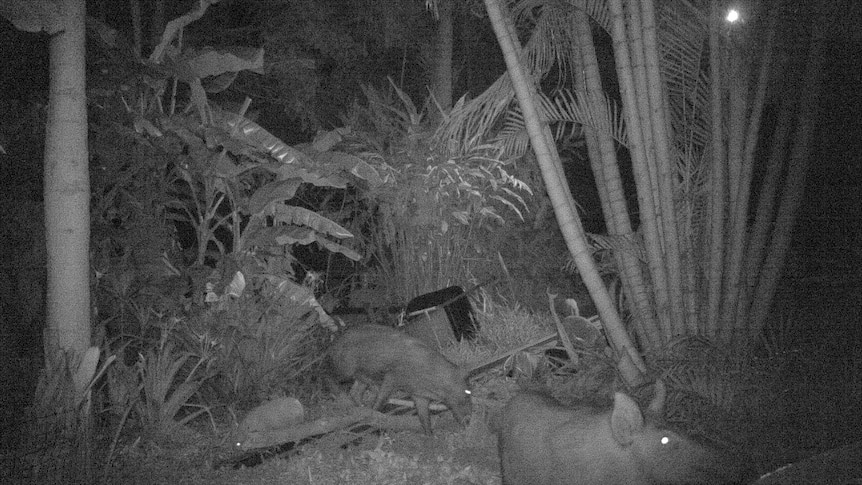 A black and white trap camera picture of feral pigs exploring a backyard at night.
