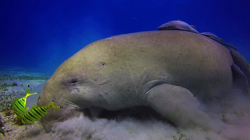 A dugong grazes on the bottom of the ocean, accompanied by two small, bright yellow tropical fish with black stripes