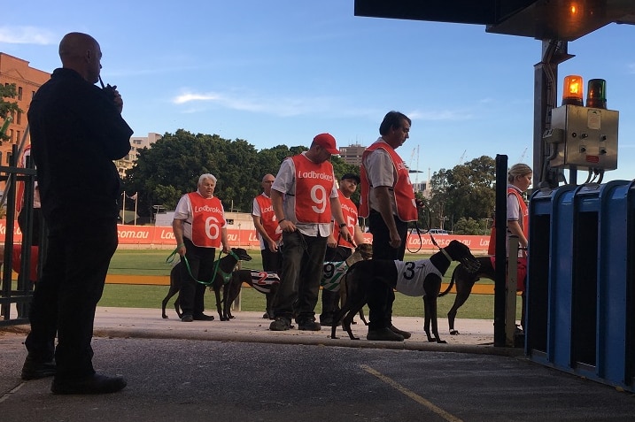 Handlers wait with their dogs near the starting box at Wentworth Park in Sydney.