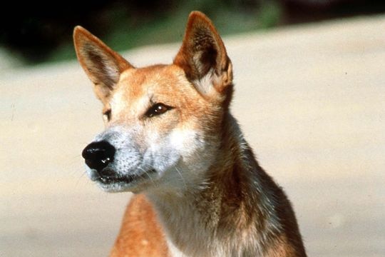 A close-up or a dingo standing on a beach on Fraser Island off south-east Queensland in 2001.