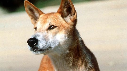 Aerial baiting to fight dingo numbers