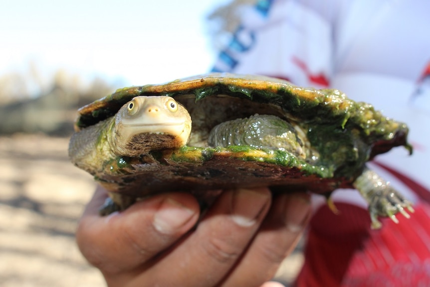 An eastern long-necked turtle held in a hand.