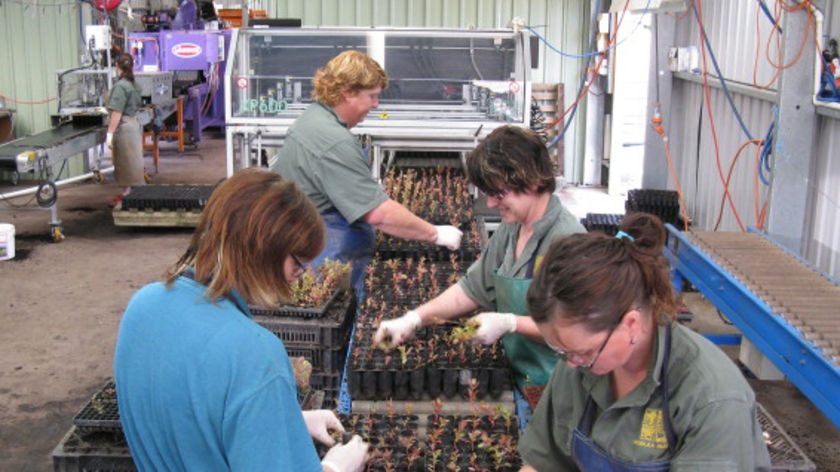Workers at the Woodley nursery in Scottsdale, Tasmania.