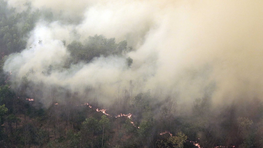 Thick smoke rises as a fire burns in a forest.