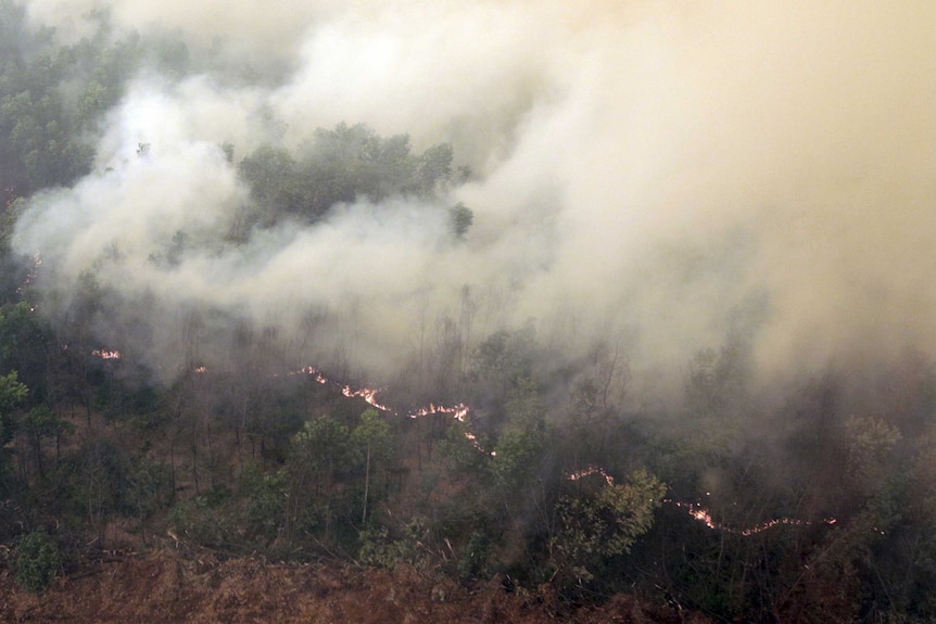 Thick smoke rises as a fire burns in a forest.