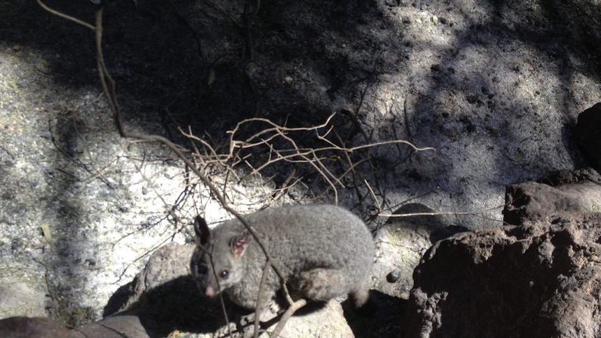 A possum found in bush