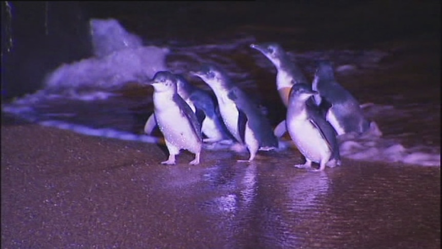 Little penguins at Low Head, Tasmania.