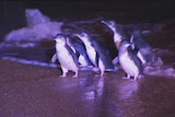 Little penguins at Low Head, Tasmania.