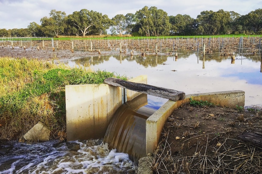 Water flows through a floodgate between Bleasdale vineyards
