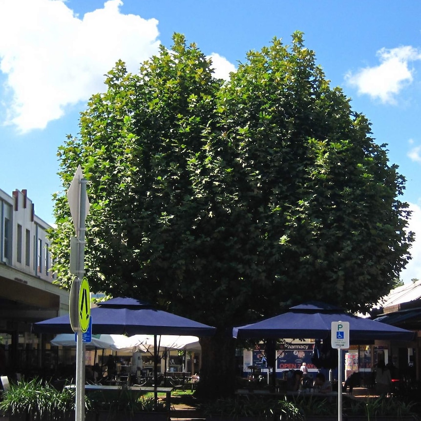 A protected London plane tree (Platanus x acerifolia) in Griffith, ACT.