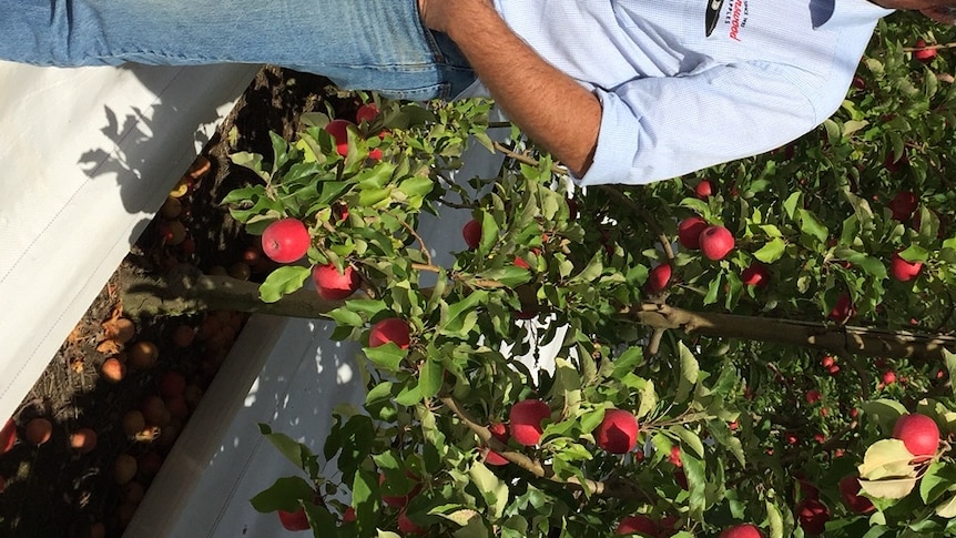 2014 Farmer of the Year and apple grower Robert Green standing in his Pink Lady apple orchard