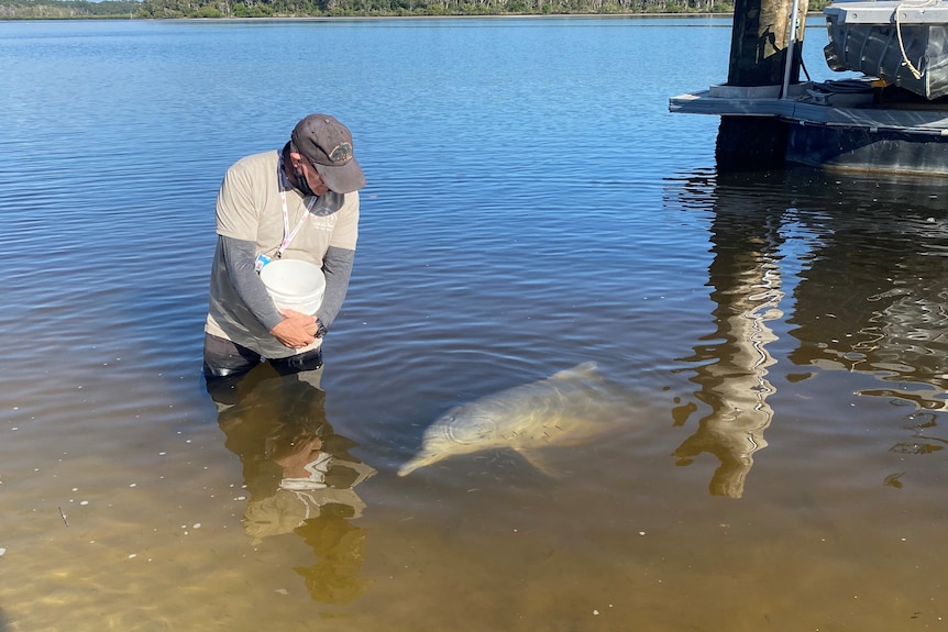 A man feeding a dolphin in the water.