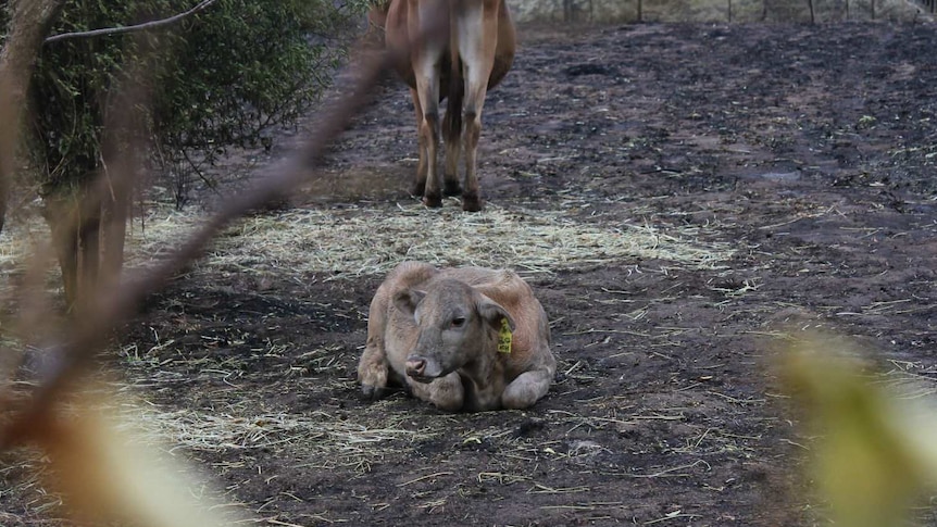 A cow sits in a burnt out paddock
