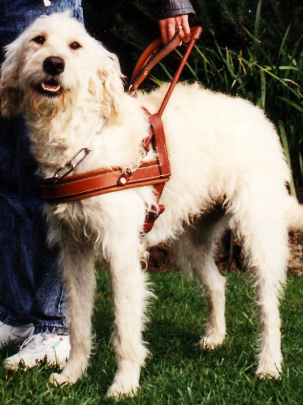 Labradoodle wearing a leather harness.
