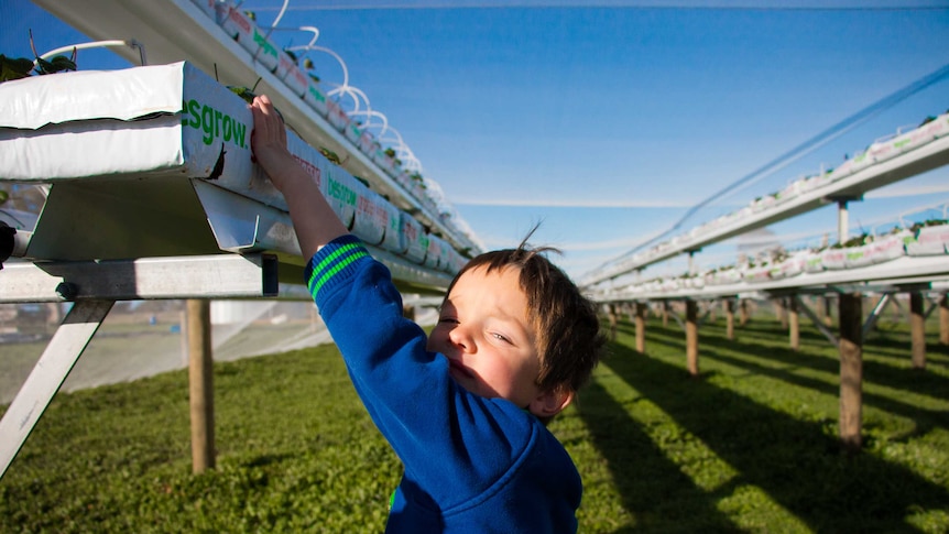 Ollie Frost, reaches to grab a strawberry from a raised bed on his family's farm.