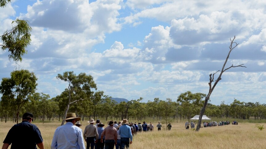 Graziers walking on a cattle property of Barry O'Sullivan near Bowen