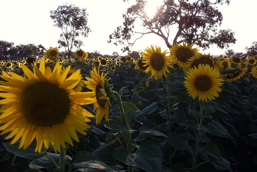 Sunflowers are Australian grown