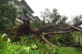 A large, fallen tree in front of a property.