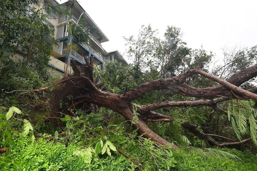 A large, fallen tree in front of a property.