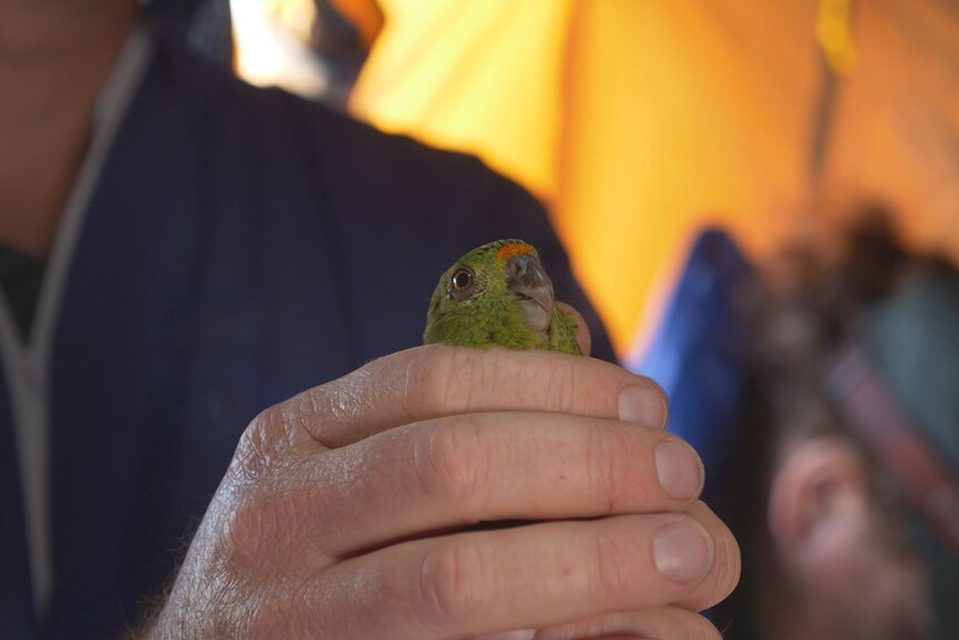 A Western Ground Parrot relocated from Cape Arid National Park to Albany.