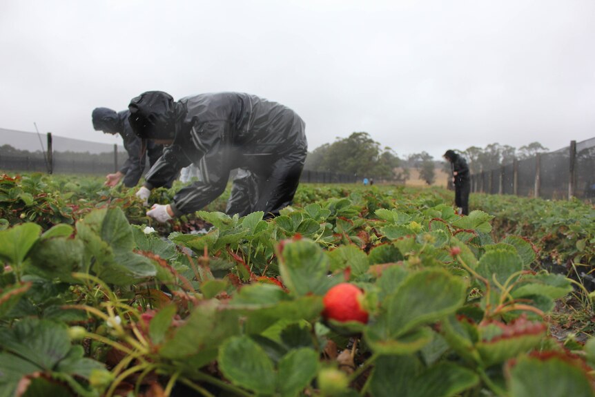 A worker bends over picking strawberries in the rain.