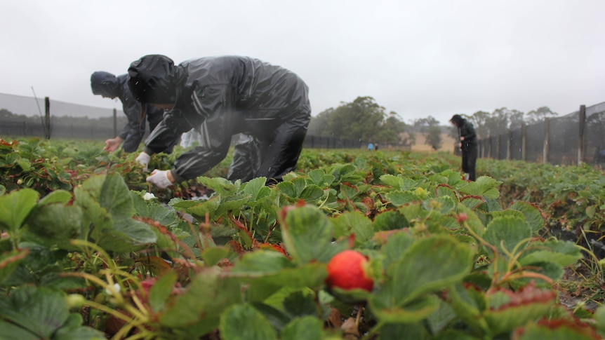 Picking strawberries before the rain does damage