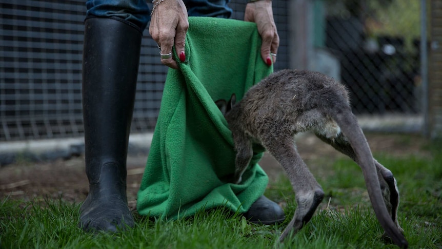 A joey climbs into a green fabric pouch held by Helen Round, her fingernails red and her wrists encircled with silver bracelets.