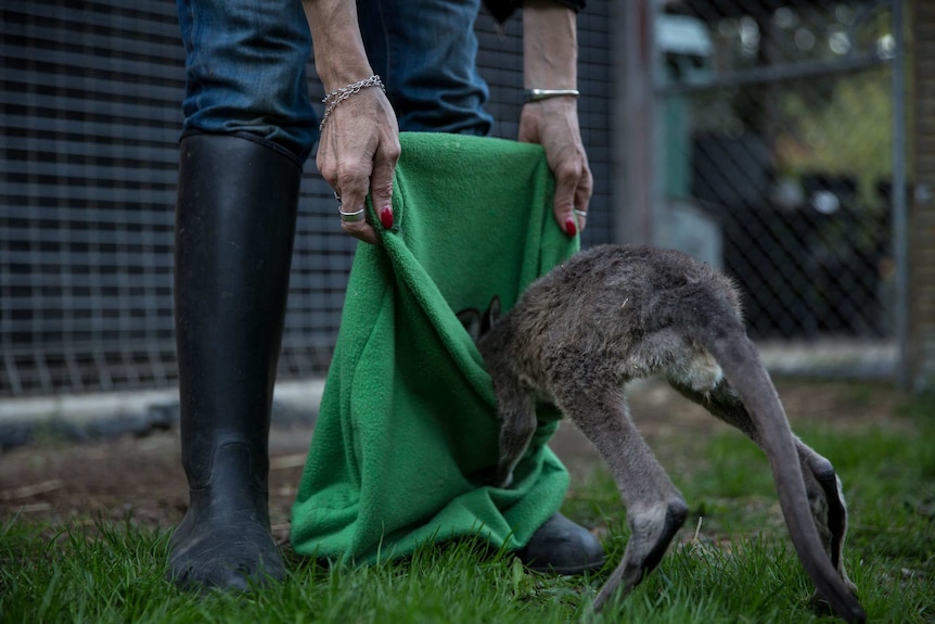 A joey climbs into a green fabric pouch held by Helen Round, her fingernails red and her wrists encircled with silver bracelets.