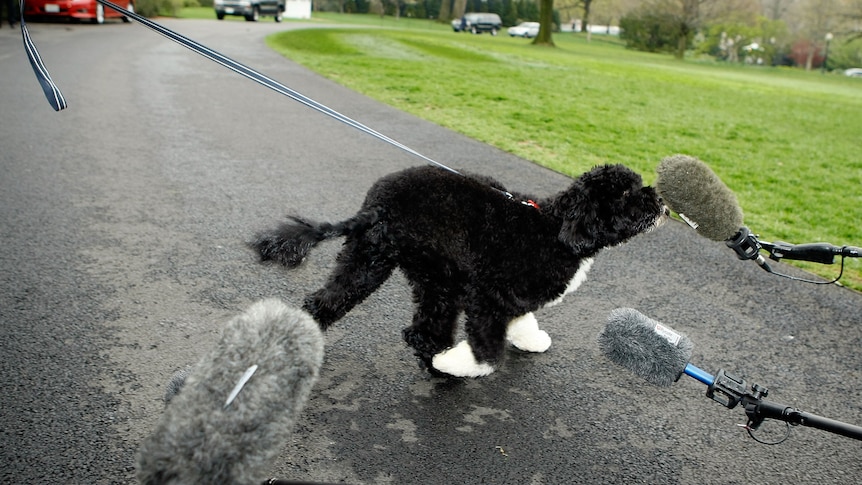 A small black Portugese water dog sniffs a microphone