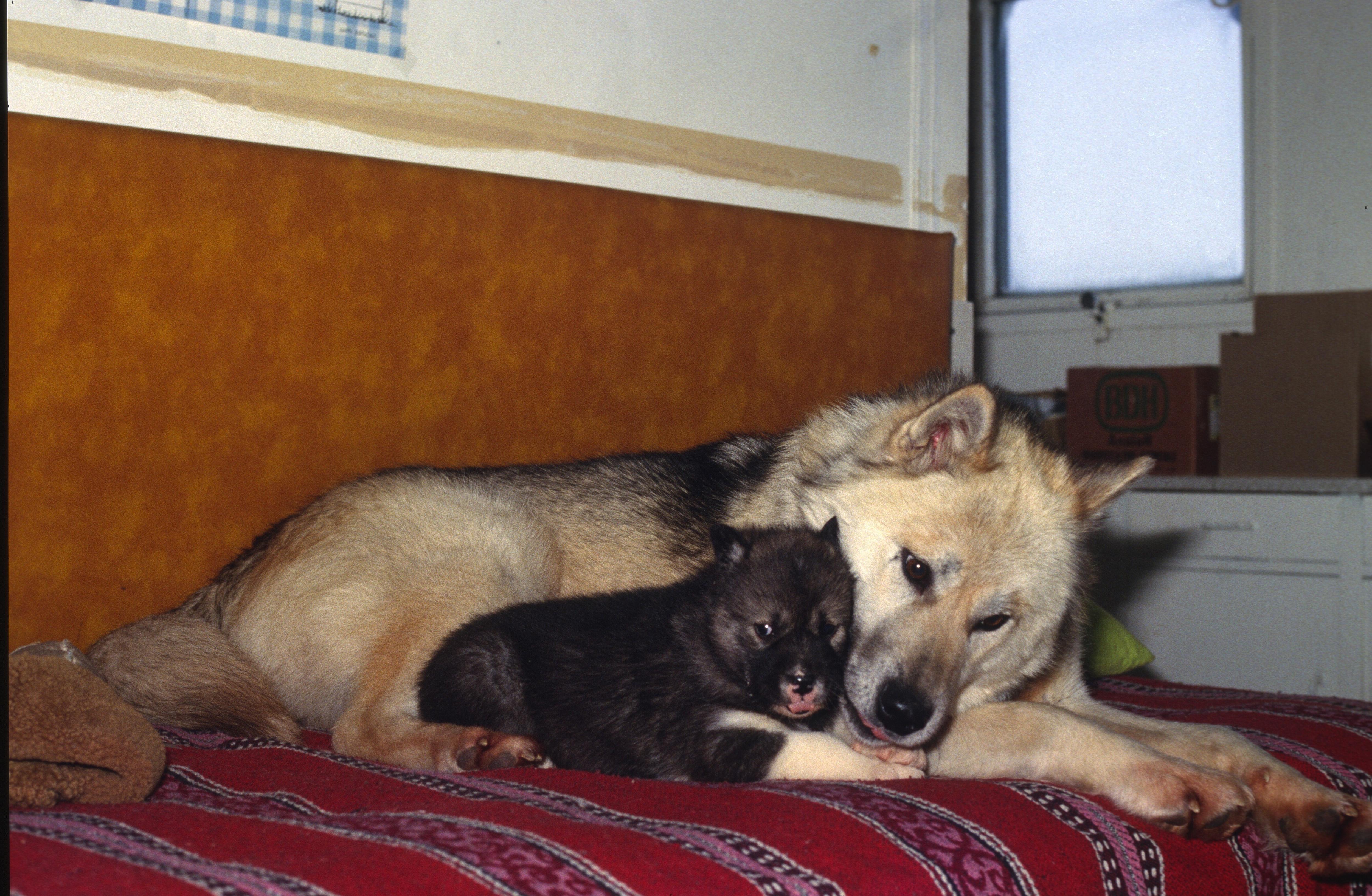 A husky and puppy lying together on a bench.